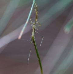Ariamnes sp. (genus) at Moruya, NSW - suppressed