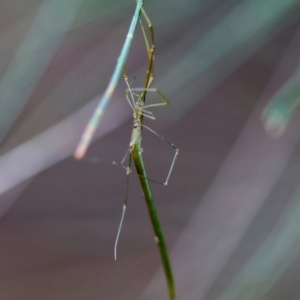 Ariamnes sp. (genus) at Moruya, NSW - suppressed
