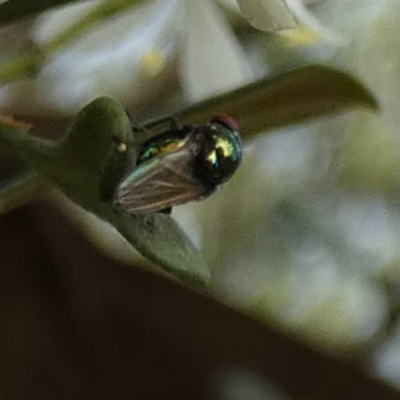 Unidentified True fly (Diptera) at Queanbeyan West, NSW - 3 Jan 2024 by Paul4K