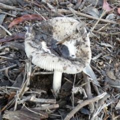 Russula sp. (Russula) at Bicentennial Park - 4 Jan 2024 by Paul4K