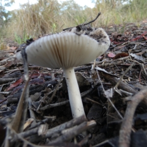 Russula sp. at Bicentennial Park - 5 Jan 2024