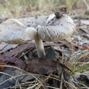 Russula sp. at Bicentennial Park - 5 Jan 2024