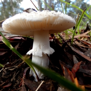 Amanita sp. at QPRC LGA - 5 Jan 2024