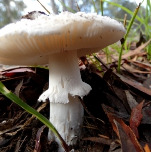 Amanita sp. at QPRC LGA - 5 Jan 2024