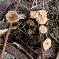 zz agaric (stem; gills not white/cream) at QPRC LGA - 5 Jan 2024 by Paul4K