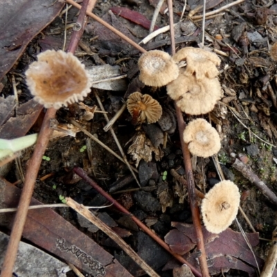 zz agaric (stem; gills not white/cream) at QPRC LGA - 4 Jan 2024 by Paul4K