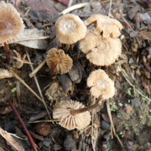 zz agaric (stem; gills not white/cream) at QPRC LGA - 5 Jan 2024 06:50 AM