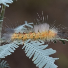 Orgyia anartoides at QPRC LGA - 5 Jan 2024