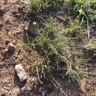 Calotis lappulacea (Yellow Burr Daisy) at Murga, NSW - 30 Dec 2023 by Paul4K