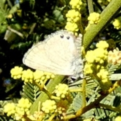 Nacaduba biocellata (Two-spotted Line-Blue) at Murga, NSW - 31 Dec 2023 by Paul4K