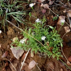 Vittadinia muelleri (Narrow-leafed New Holland Daisy) at Murga, NSW - 2 Jan 2024 by Paul4K