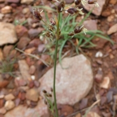 Unidentified Rush, Sedge or Mat Rush at Murga, NSW - 1 Jan 2024 by Paul4K