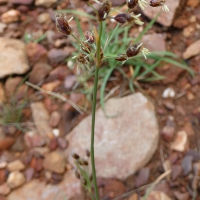 Fimbristylis aestivalis at  - suppressed by Paul4K