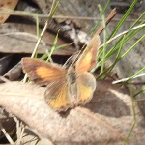 Paralucia pyrodiscus at McQuoids Hill - 5 Jan 2024