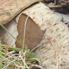 Paralucia pyrodiscus at McQuoids Hill - suppressed