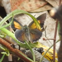 Paralucia pyrodiscus (Fiery Copper) at McQuoids Hill - 5 Jan 2024 by HelenCross