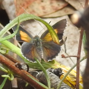 Paralucia pyrodiscus at McQuoids Hill - 5 Jan 2024