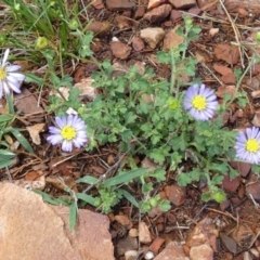 Calotis cuneifolia (Purple Burr-daisy) at Murga, NSW - 2 Jan 2024 by Paul4K