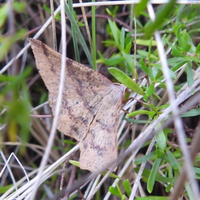 Rhinodia rostraria (Necklace Geometrid) at McQuoids Hill - 5 Jan 2024 by HelenCross