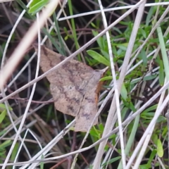 Rhinodia rostraria at McQuoids Hill - 5 Jan 2024