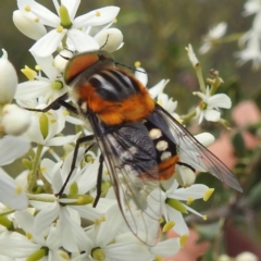 Scaptia (Scaptia) auriflua (A flower-feeding march fly) at Kambah, ACT - 5 Jan 2024 by HelenCross