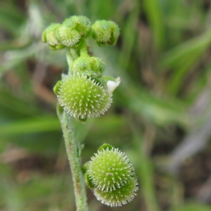 Hackelia suaveolens at McQuoids Hill - 5 Jan 2024