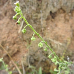 Hackelia suaveolens at McQuoids Hill - 5 Jan 2024