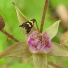 Glyphipterix chrysoplanetis (A Sedge Moth) at Kambah, ACT - 5 Jan 2024 by HelenCross