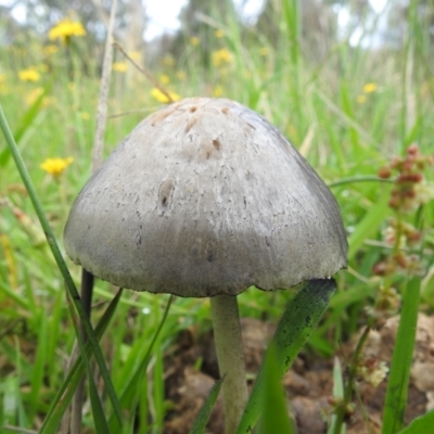 Panaeolus sp. (Panaeolus) at Lions Youth Haven - Westwood Farm A.C.T. - 5 Jan 2024 by HelenCross