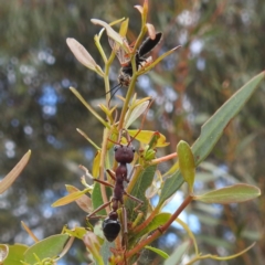 Myrmecia simillima (A Bull Ant) at Lions Youth Haven - Westwood Farm A.C.T. - 5 Jan 2024 by HelenCross