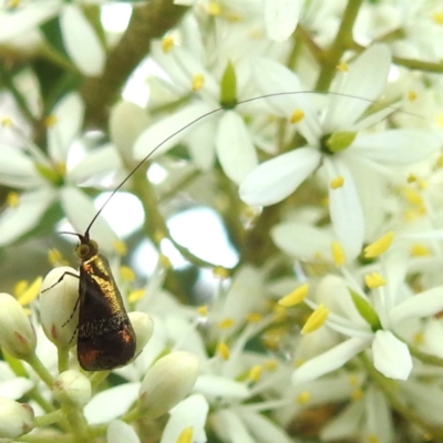 Nemophora (genus) (A Fairy Moth) at McQuoids Hill - 5 Jan 2024 by HelenCross