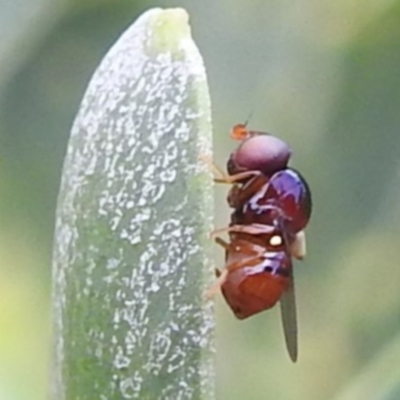Chloropidae (family) (Frit fly) at Kambah, ACT - 5 Jan 2024 by HelenCross