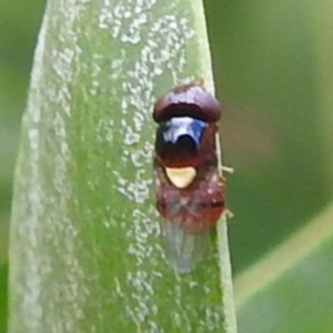 Chloropidae (family) at McQuoids Hill - 5 Jan 2024