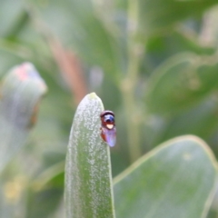 Chloropidae (family) at McQuoids Hill - 5 Jan 2024 01:51 PM