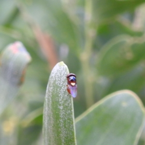 Chloropidae (family) at McQuoids Hill - 5 Jan 2024 01:51 PM