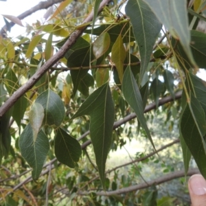 Brachychiton populneus at McQuoids Hill - 5 Jan 2024 02:07 PM