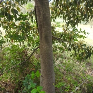 Brachychiton populneus at McQuoids Hill - 5 Jan 2024 02:07 PM