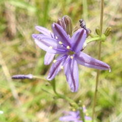 Caesia calliantha (Blue Grass-lily) at McQuoids Hill - 5 Jan 2024 by HelenCross