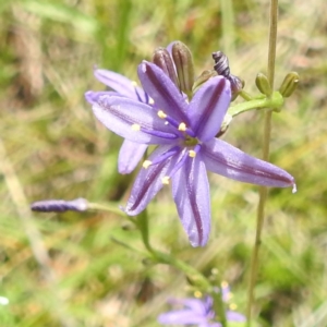 Caesia calliantha at McQuoids Hill - 5 Jan 2024