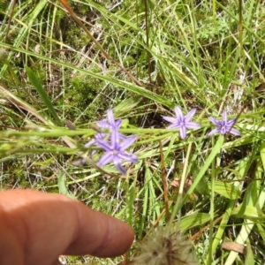 Caesia calliantha at McQuoids Hill - 5 Jan 2024 01:55 PM