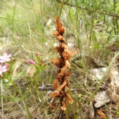 Orobanche minor at McQuoids Hill - 5 Jan 2024 02:10 PM