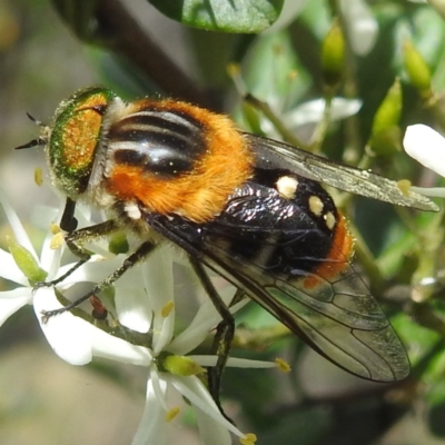Scaptia (Scaptia) auriflua (A flower-feeding march fly) at Kambah, ACT - 5 Jan 2024 by HelenCross