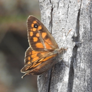 Geitoneura klugii at McQuoids Hill - 5 Jan 2024 02:44 PM