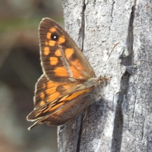 Geitoneura klugii at McQuoids Hill - 5 Jan 2024 02:44 PM