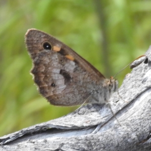 Geitoneura klugii at McQuoids Hill - 5 Jan 2024 02:44 PM