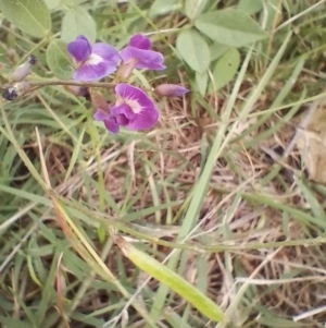 Glycine tabacina at Symonston, ACT - 5 Jan 2024