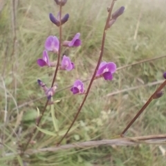 Glycine tabacina at Symonston, ACT - 5 Jan 2024