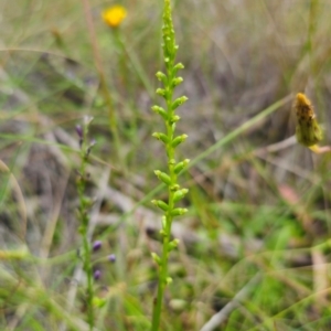 Microtis parviflora at QPRC LGA - 5 Jan 2024