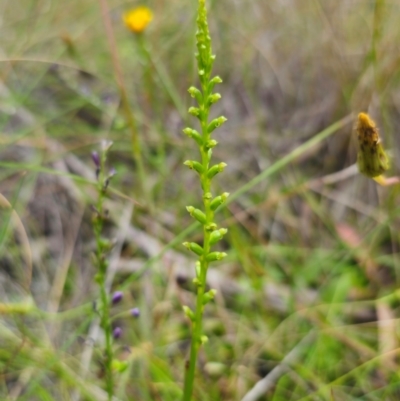 Microtis parviflora (Slender Onion Orchid) at QPRC LGA - 5 Jan 2024 by Csteele4