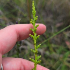 Microtis parviflora at QPRC LGA - 5 Jan 2024